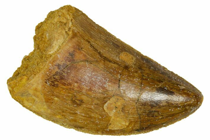 Serrated, Carcharodontosaurus Tooth - Real Dinosaur Tooth #372288